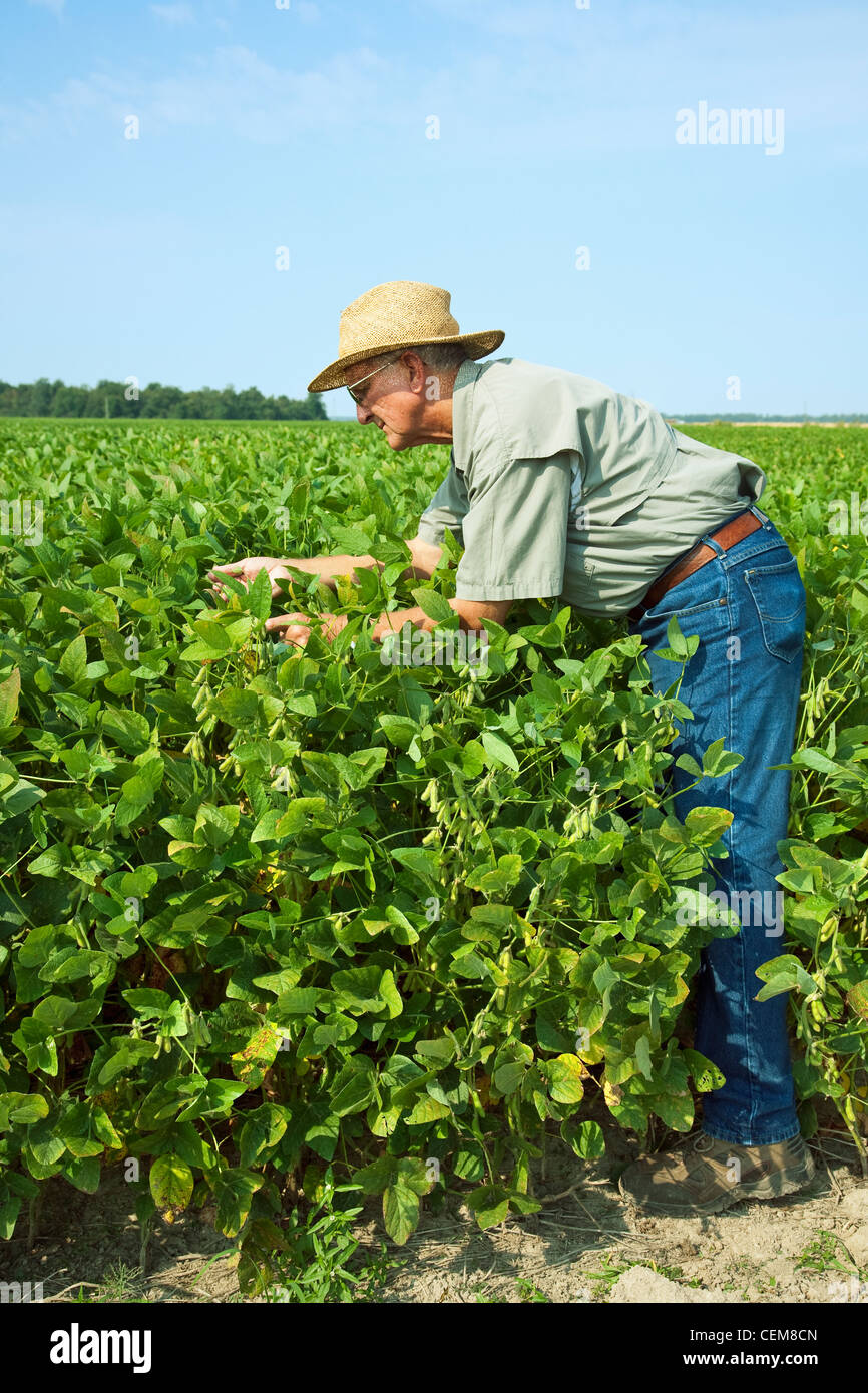 Agricoltura - un agricoltore (coltivatore) ispeziona la sua metà la crescita del raccolto di soia al verde stadio pod / nord-est Arkansas, Stati Uniti d'America. Foto Stock