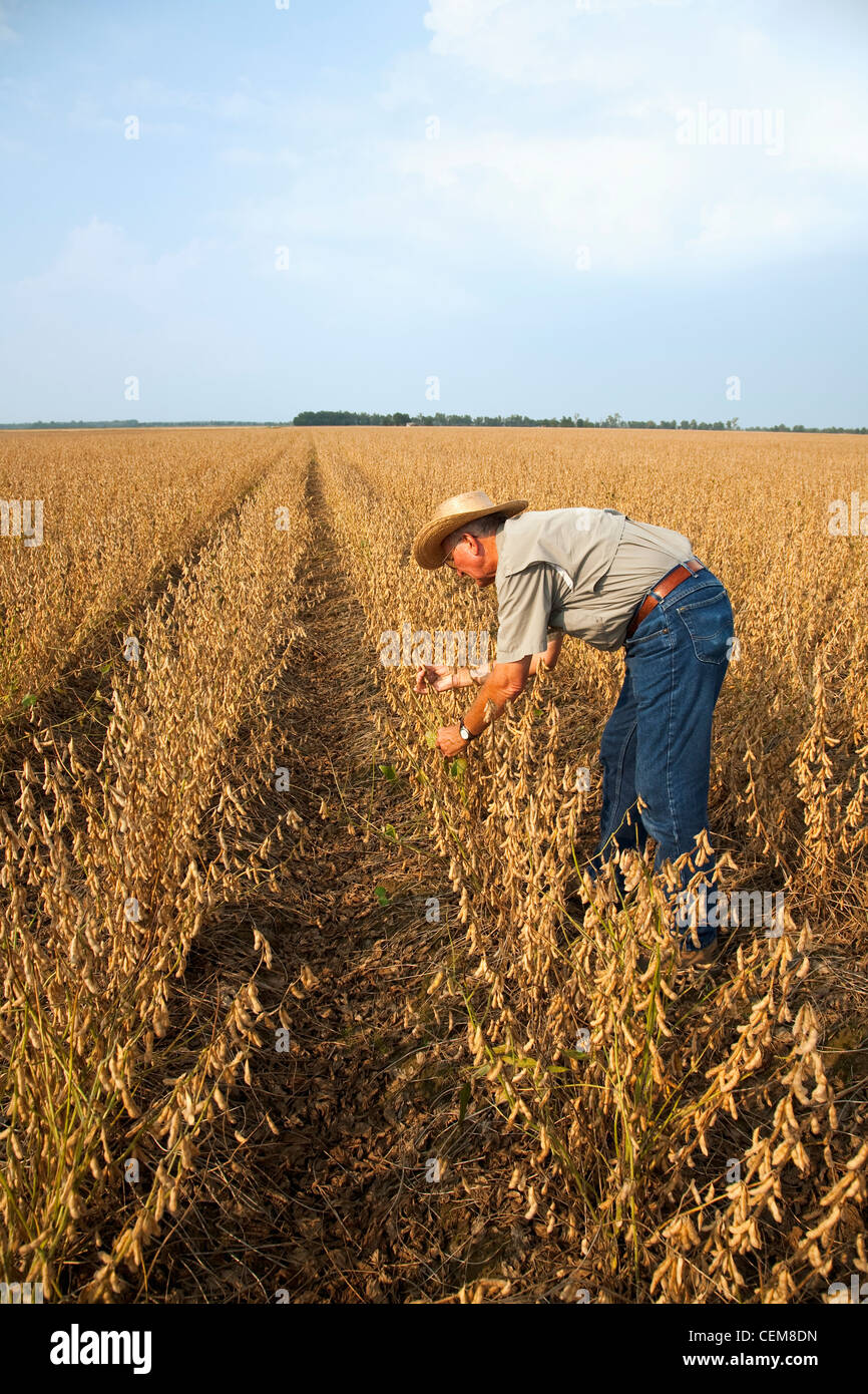 Agricoltura - un agricoltore (coltivatore) ispeziona il suo raccolto maturo pronto il raccolto di soia / nord-est Arkansas, Stati Uniti d'America. Foto Stock