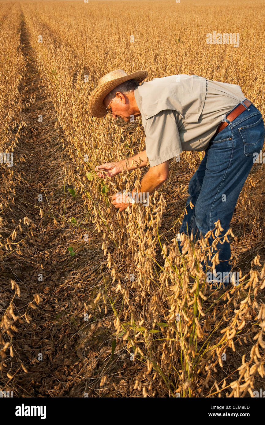 Agricoltura - un agricoltore (coltivatore) ispeziona il suo raccolto maturo pronto il raccolto di soia / nord-est Arkansas, Stati Uniti d'America. Foto Stock