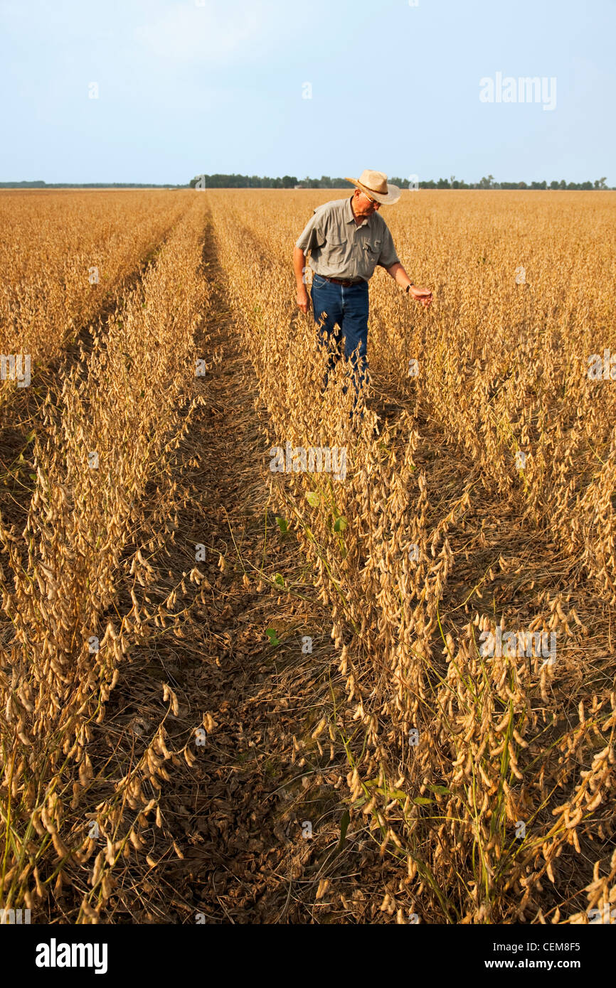 Agricoltura - un agricoltore (coltivatore) a piedi attraverso il suo campo e di ispezionare il suo raccolto maturo pronto il raccolto di soia / Arkansas. Foto Stock