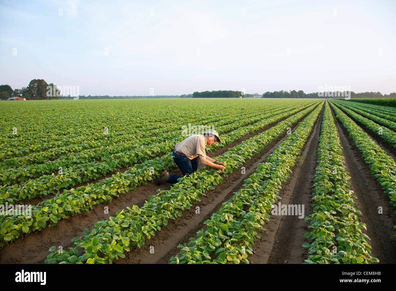 Un agricoltore (coltivatore) ispeziona la sua rapida crescita del raccolto di fila doppia fagioli di soia, con due righe per ogni letto in mattina presto luce / Arkansas. Foto Stock