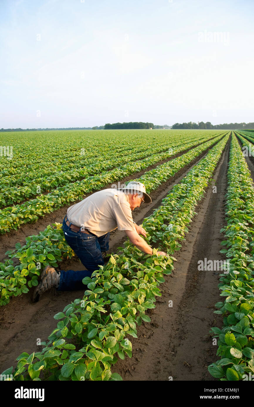 Un agricoltore (coltivatore) ispeziona la sua rapida crescita del raccolto di fila doppia fagioli di soia, con due righe per ogni letto in mattina presto luce / Arkansas. Foto Stock