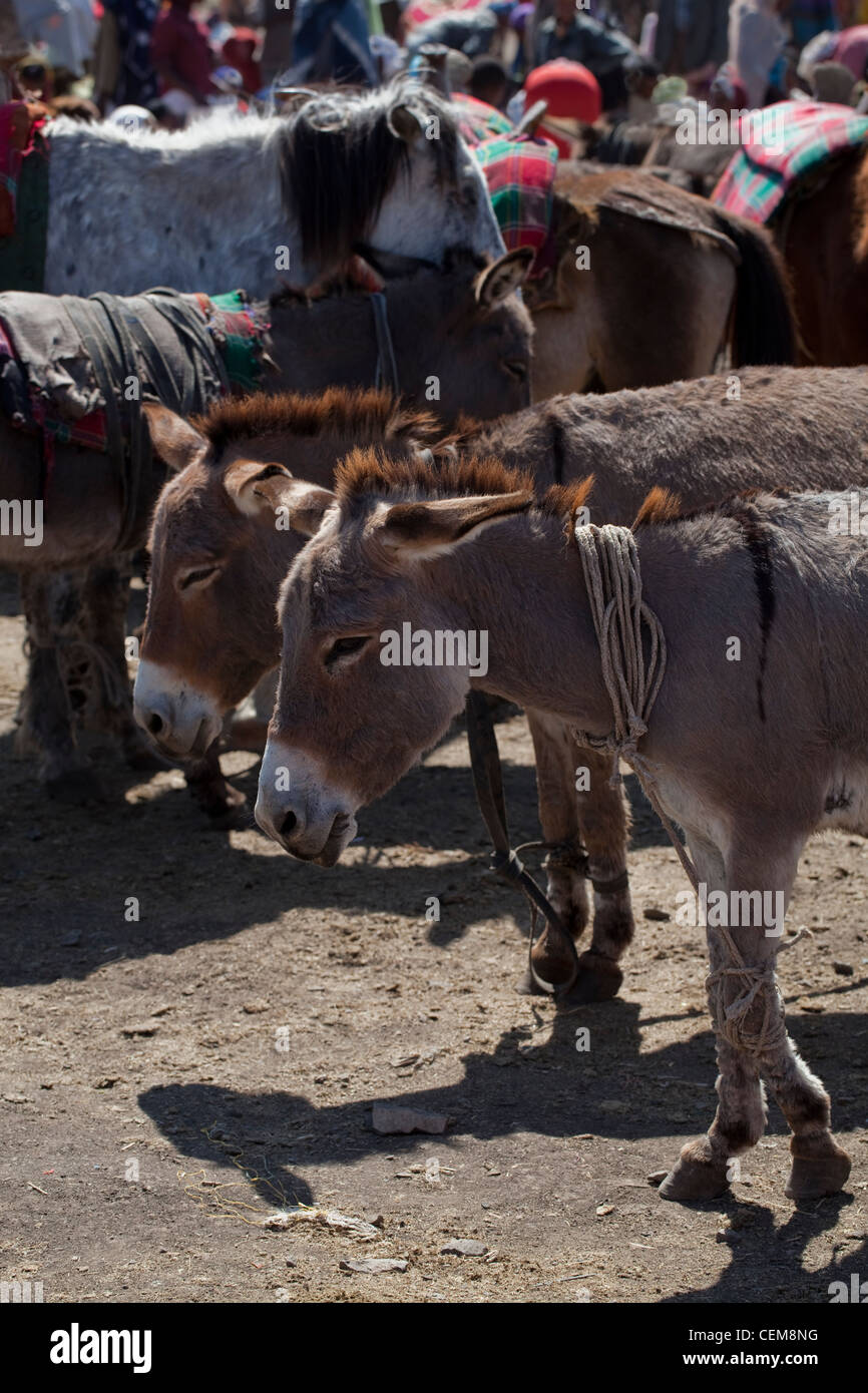 Asini (Equus asinus). Hobbled. La corda legata al collo e abbassare le gambe anteriori. Mercato Wendogenet. Etiopia. Foto Stock