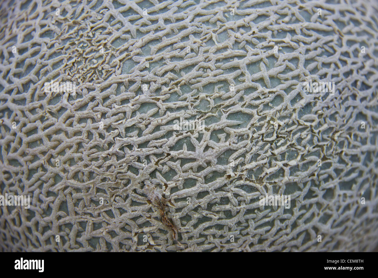 Melone Honeydew sfondo della pelle Foto Stock