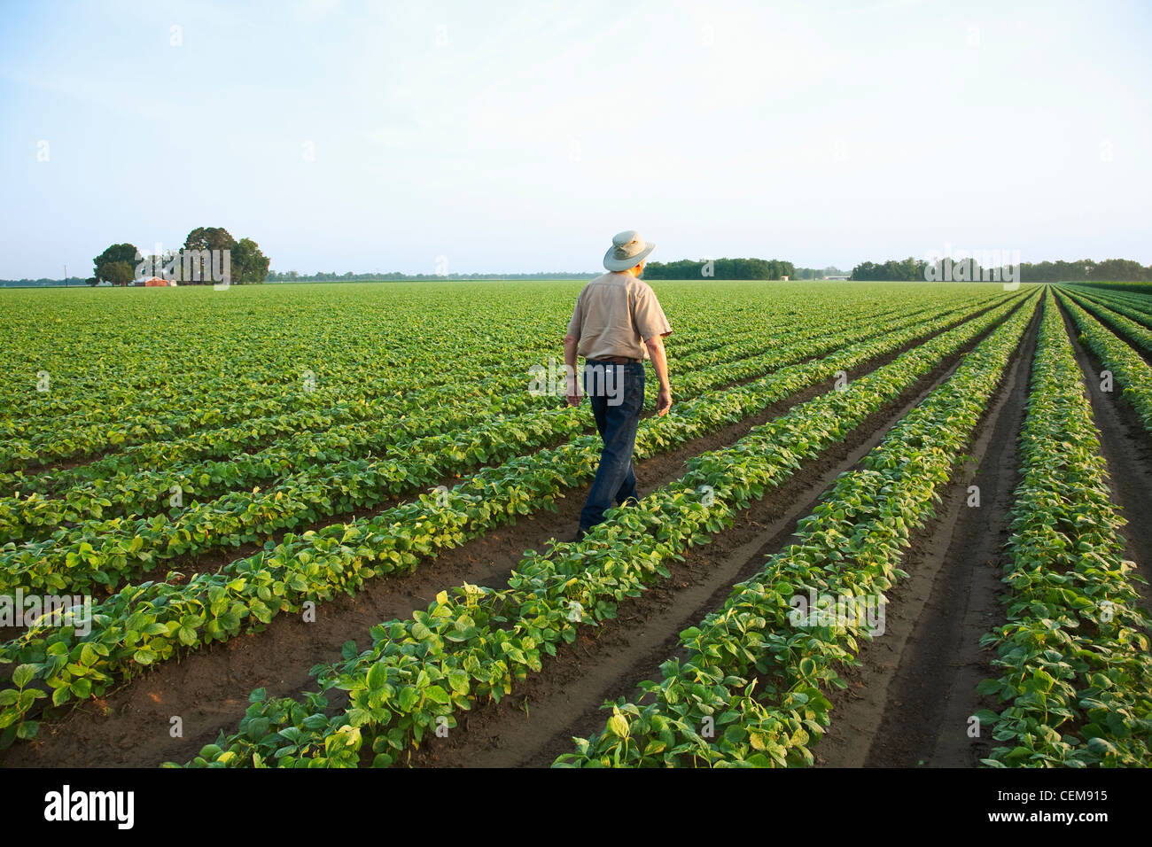 Un contadino (coltivatore) passeggiate attraverso il suo campo di ispezionare la sua rapida crescita del raccolto di fila doppia soie, in early morning light / STATI UNITI D'AMERICA. Foto Stock