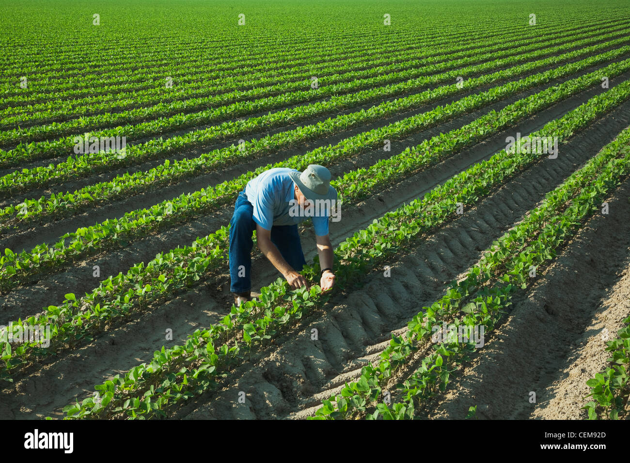 Un agricoltore (coltivatore) ispeziona la sua rapida crescita del raccolto di fila doppia fagioli di soia, con due righe per letto su letti 38 pollici oltre / Arkansas. Foto Stock