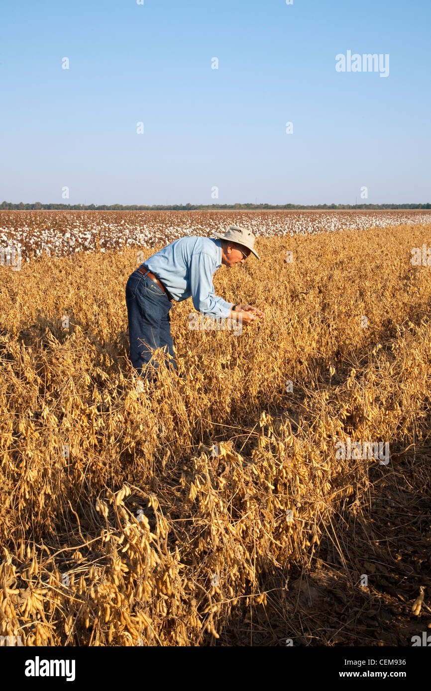 Agricoltura - un agricoltore (coltivatore) ispeziona il suo raccolto maturo pronto il raccolto di soia / vicino a Inghilterra, Arkansas, Stati Uniti d'America. Foto Stock