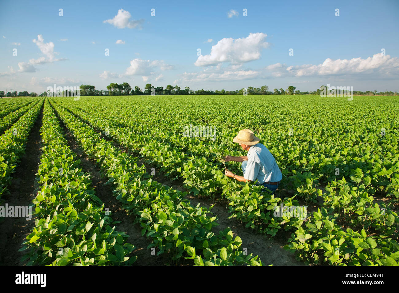 Agricoltura - un agricoltore (coltivatore) ispeziona la sua metà la crescita del raccolto di soia / vicino a Jonesboro, Arkansas, Stati Uniti d'America. Foto Stock