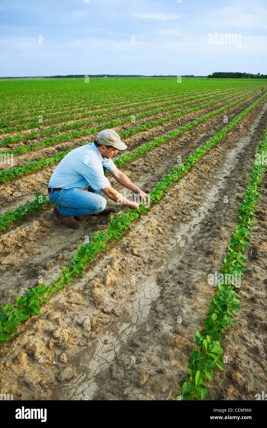 Agricoltura - un agricoltore (coltivatore) ispeziona la sua rapida crescita del raccolto di soia / nord-est Arkansas, Stati Uniti d'America. Foto Stock