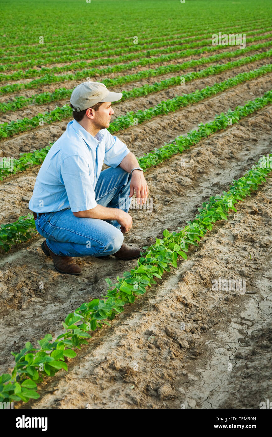 Un contadino (coltivatore) rannicchiato e guardando fuori attraverso il suo campo di ispezionare la sua rapida crescita del raccolto di soia / Arkansas, Stati Uniti d'America. Foto Stock