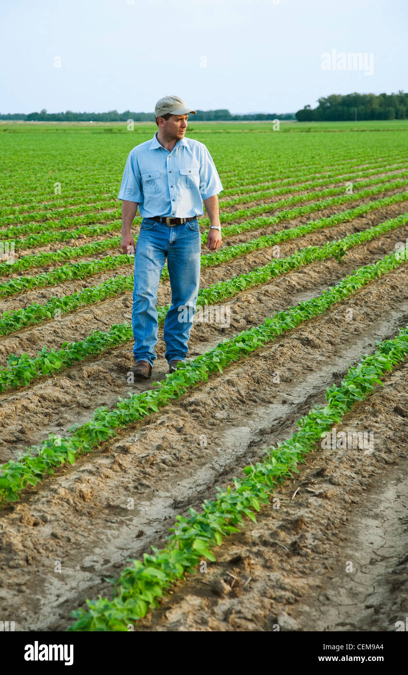 Agricoltura - un agricoltore (coltivatore) a piedi attraverso il suo campo di ispezionare la sua rapida crescita del raccolto di soia / nord-est Arkansas, STATI UNITI D'AMERICA Foto Stock