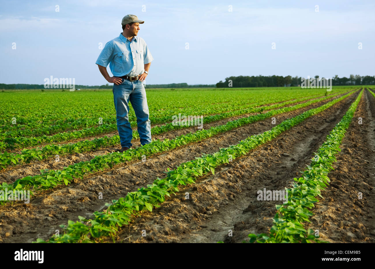 Agricoltura - un agricoltore (coltivatore) in piedi nel suo campo di ispezionare la sua rapida crescita del raccolto di soia / nord-est Arkansas, Stati Uniti d'America. Foto Stock