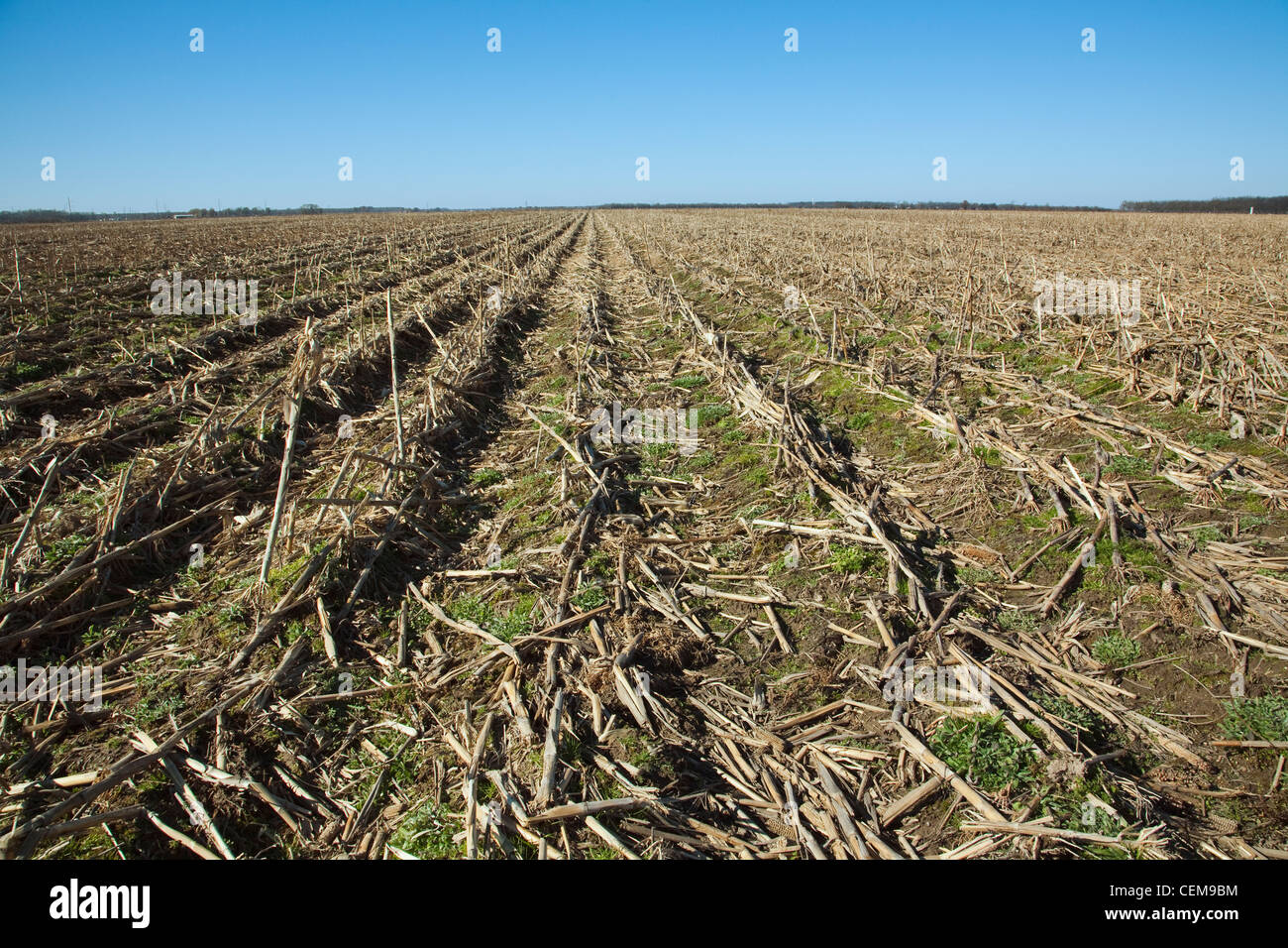 Agricoltura - Campo di grano stocchi di mais e di stoppie dopo il raccolto nel tardo autunno / Arkansas, Stati Uniti d'America. Foto Stock