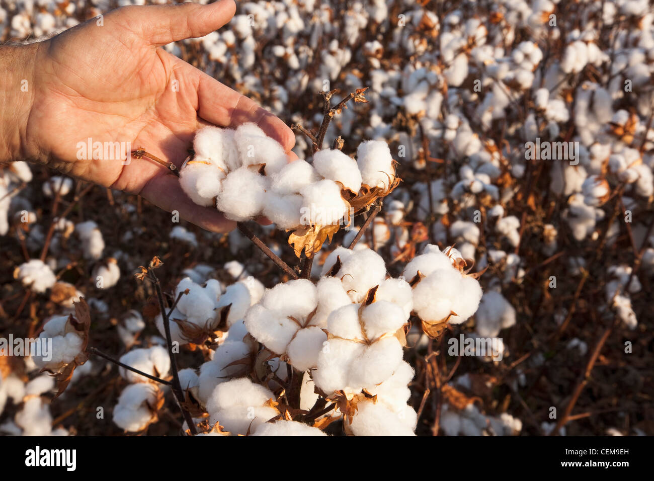 Un contadino (coltivatori) mano trattiene un open coppia ad alta resa cotone boll in fase di mietitura come egli ispeziona il suo raccolto / Arkansas, Stati Uniti d'America. Foto Stock