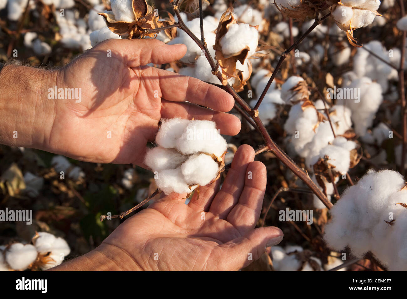 Un contadino (coltivatori) mano mantiene aperta la coppia ad alta resa bolls cotone in fase di mietitura come egli ispeziona il suo raccolto / Arkansas, Stati Uniti d'America. Foto Stock