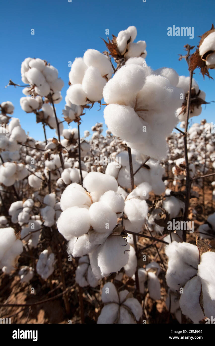 Agricoltura - Coppia aperta ad alta resa di estrazione bolls cotone in fase di mietitura / West Texas, Stati Uniti d'America. Foto Stock