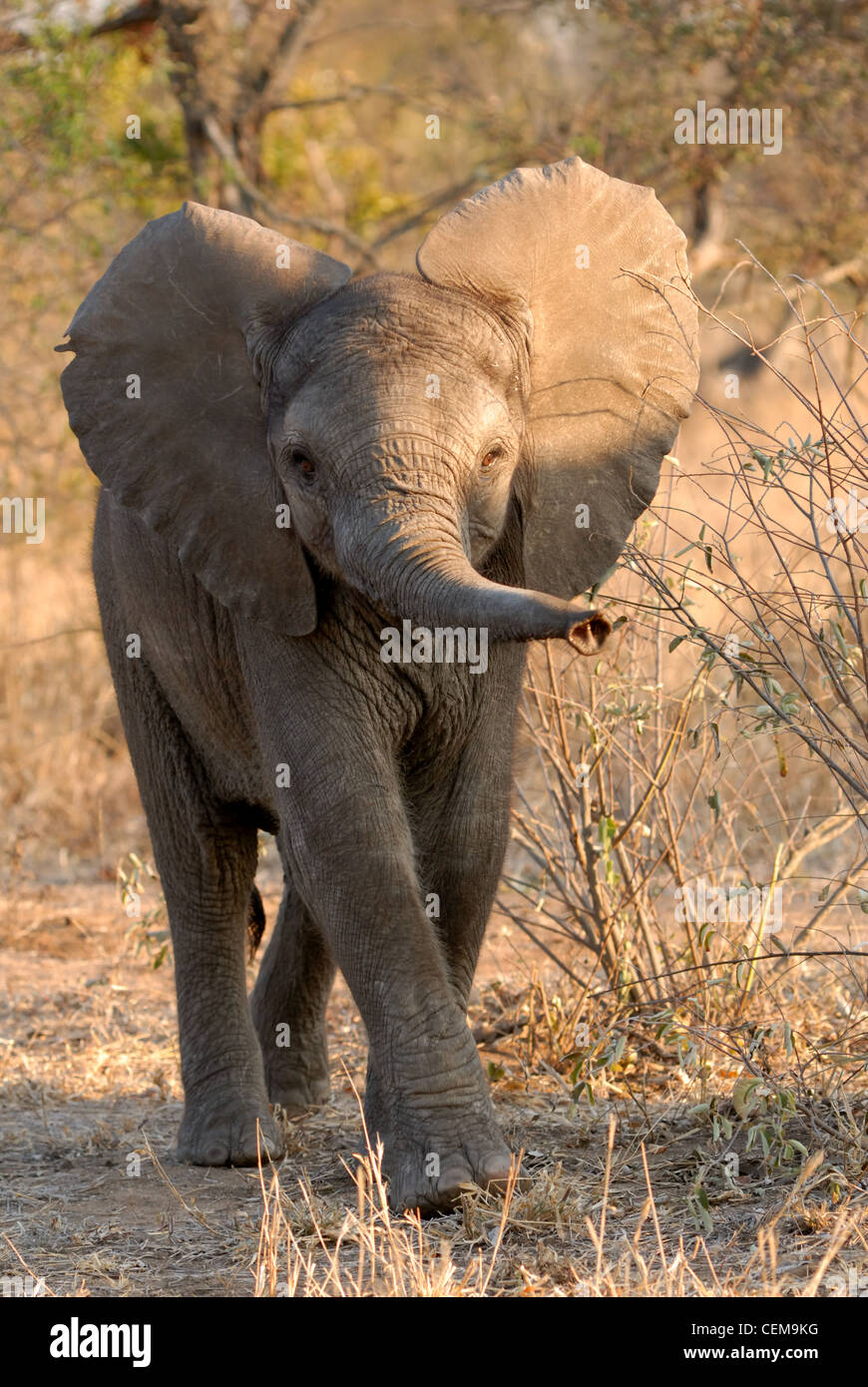 Elefante africano Foto Stock
