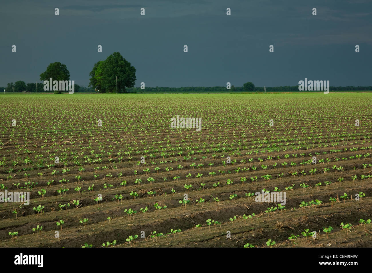 Campo di piantine di cotone in corrispondenza della terza foglia vera tappa, piantati sul terreno con letti in un convenzionale sistema di coltivazione / Arkansas, Stati Uniti d'America. Foto Stock