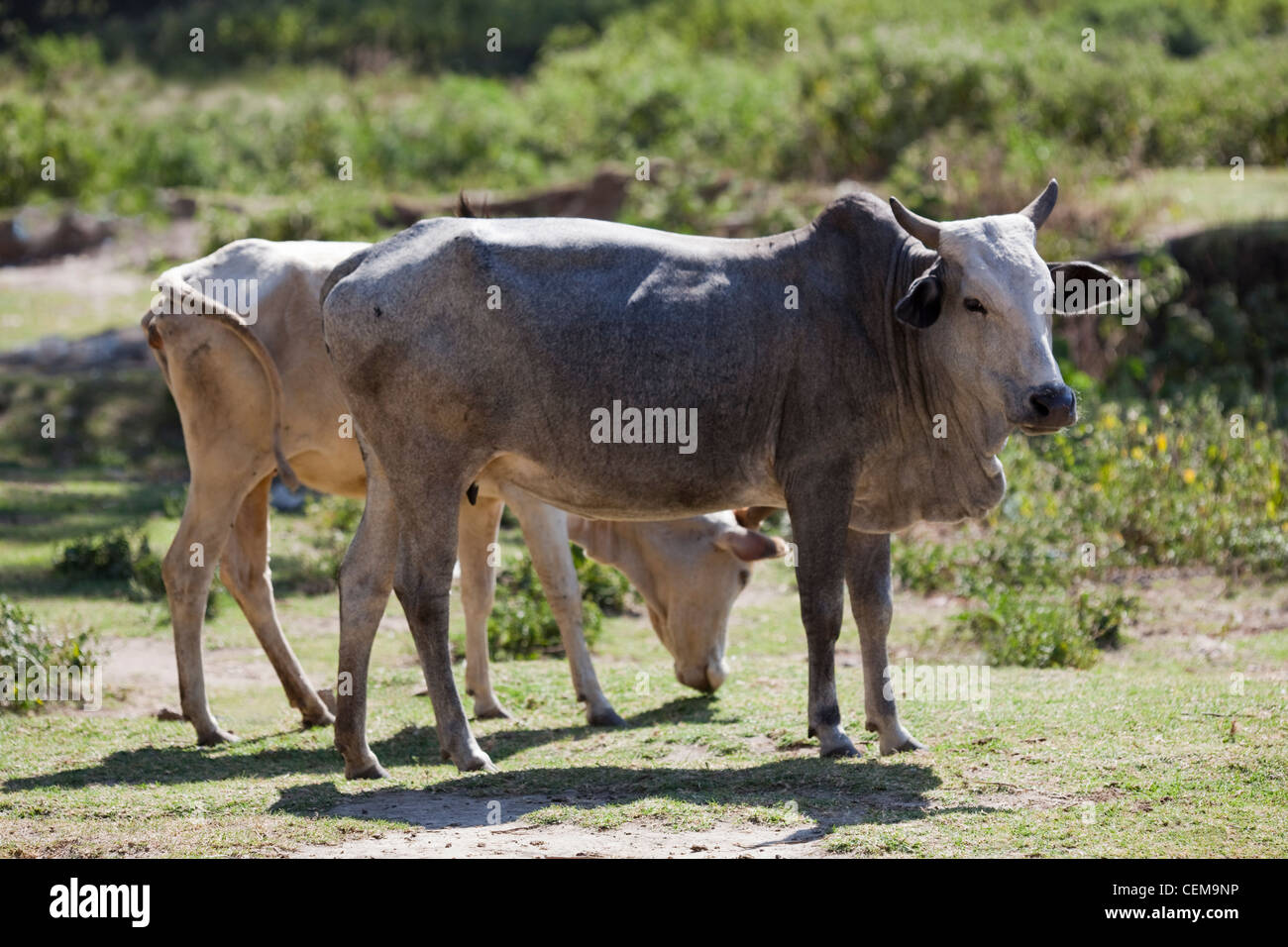 Domestico tipo zebù bovini (Bos taurus x bos indicus). Montagne di balle. Etiopia. Foto Stock