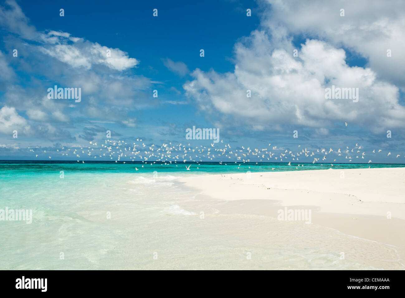 La sabbia bianca e acque turchesi di Vlassof Cay - un telecomando sabbia cay vicino a Cairns. Great Barrier Reef Marine Park, Queensland, Australia Foto Stock