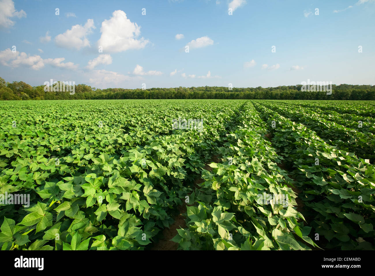 Agricoltura - Campo di metà della crescita di piante di cotone al picco del frutto di serie stage / Tennessee, USA. Foto Stock