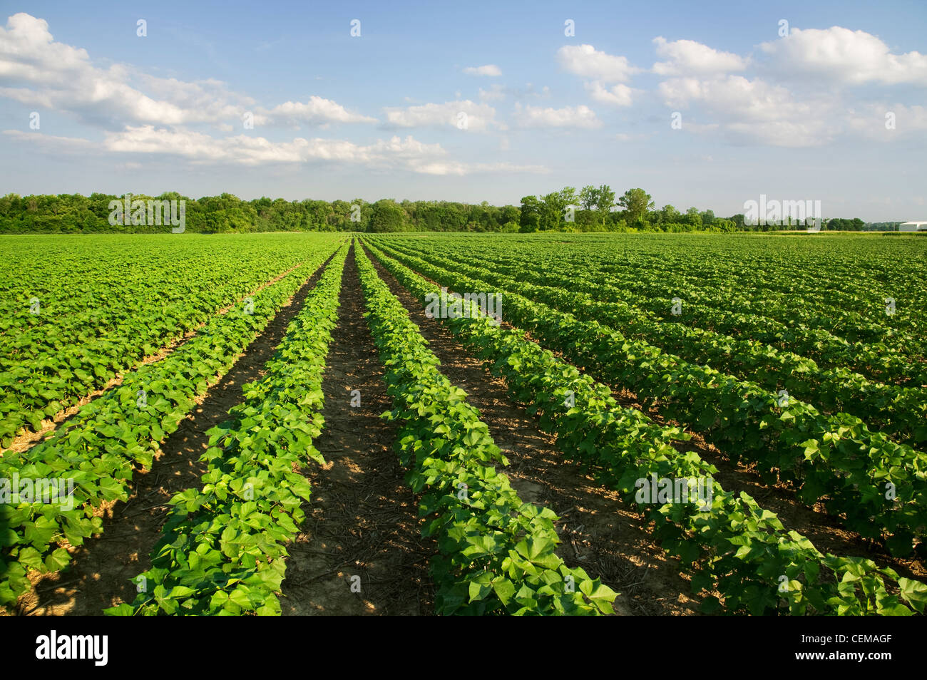 Agricoltura - Campo di sana crescita metà no-till cotone a stadio squadratore di prima mattina light / Western Tennessee, USA. Foto Stock