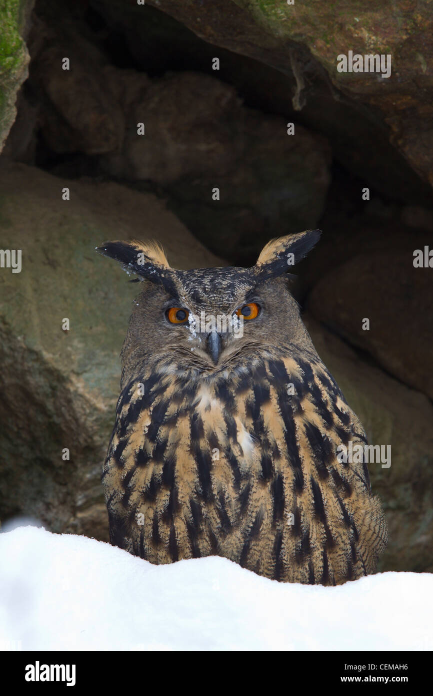 Uhu, Bubo bubo, aquila-gufo eurasiatico Foto Stock