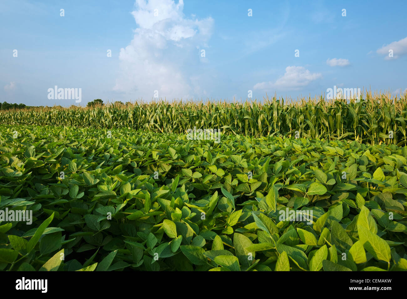 Fianco a fianco a metà la crescita delle colture di fagioli di soia (sinistra) grano e mais (destra). Mais-rotazione di soia aiuta il controllo delle malattie e parassiti. Foto Stock