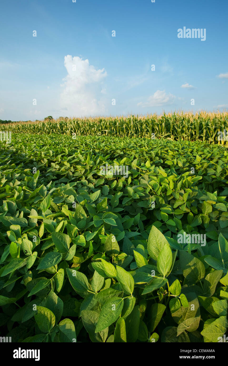 Fianco a fianco a metà la crescita delle colture di fagioli di soia (sinistra) grano e mais (destra). Mais-rotazione di soia aiuta il controllo delle malattie e parassiti. Foto Stock