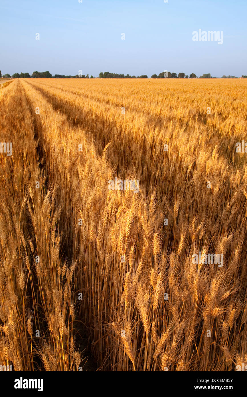 Campo di raccolto maturo stadio soft red winter frumento nella tarda primavera in crescita su ampi letti / Eastern Arkansas, Stati Uniti d'America. Foto Stock