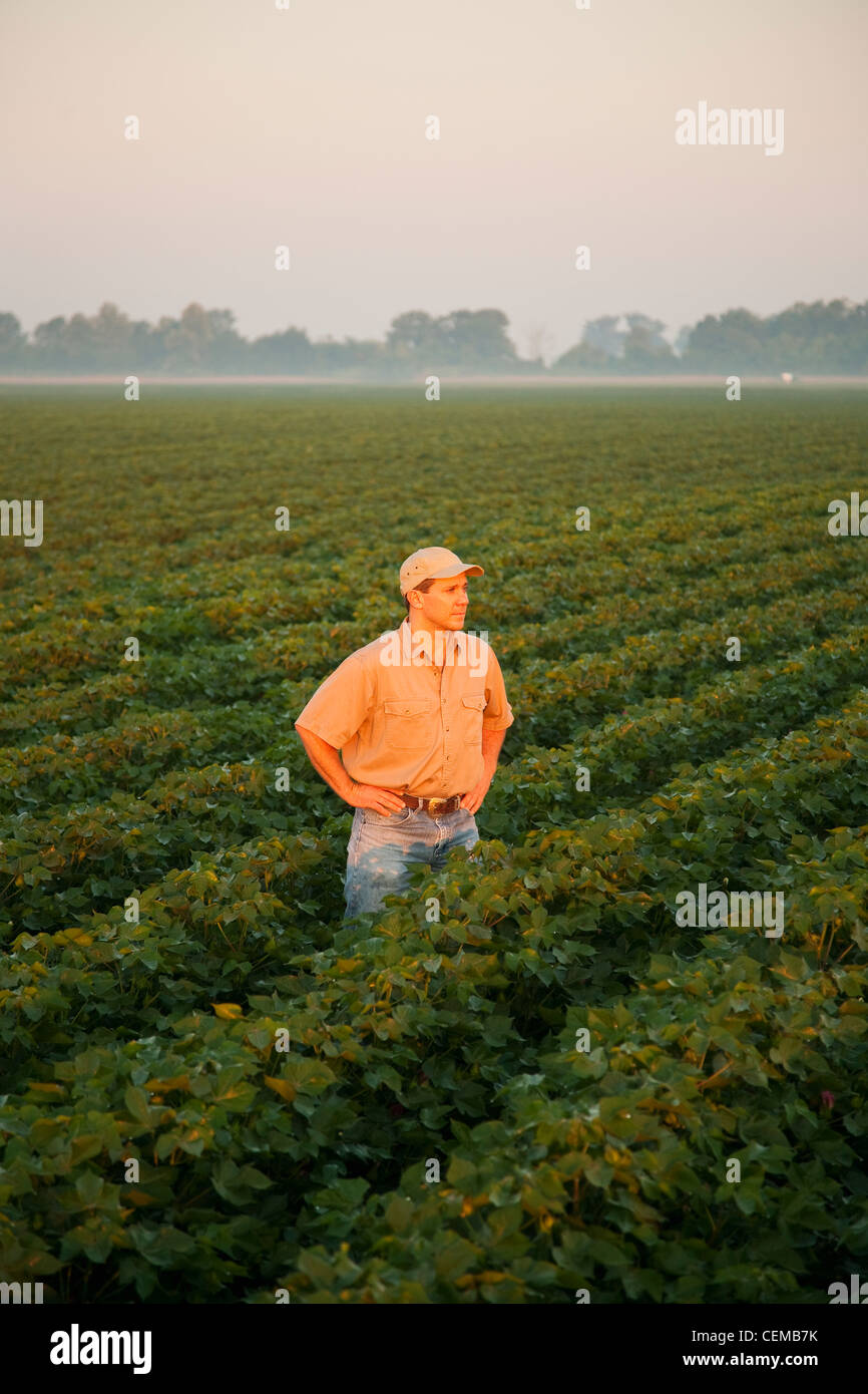 Un agricoltore (coltivatore) in piedi e ispezionando la sua metà la crescita tardi boll impostare fase raccolto di cotone nel vago la mattina presto luce / Arkansas. Foto Stock