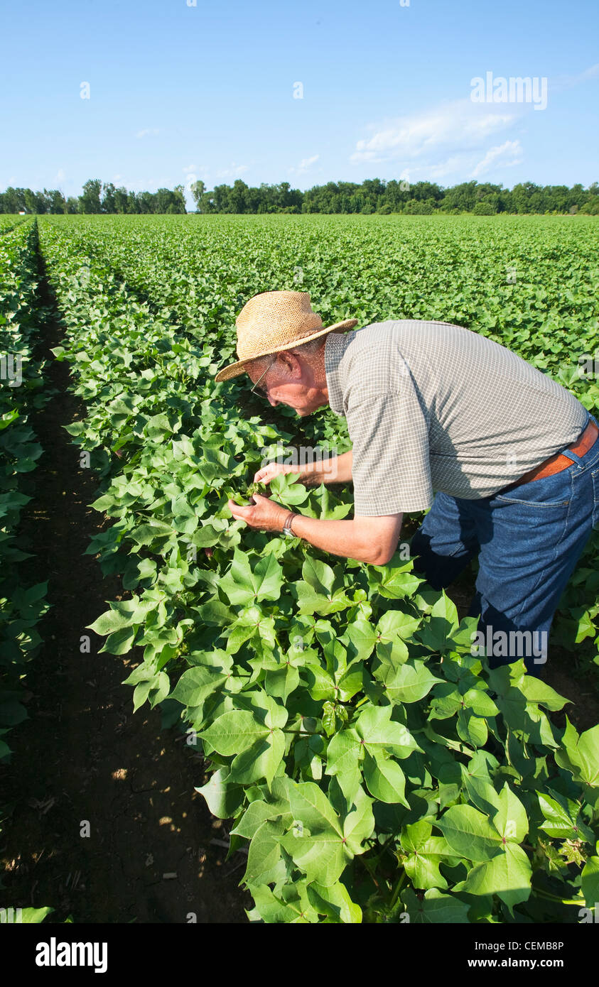 Un consulente di raccolto ispeziona una metà della crescita di raccolto di cotone in advanced boll impostare fase per metà alla fine della stagione gli insetti / Arkansas. Foto Stock