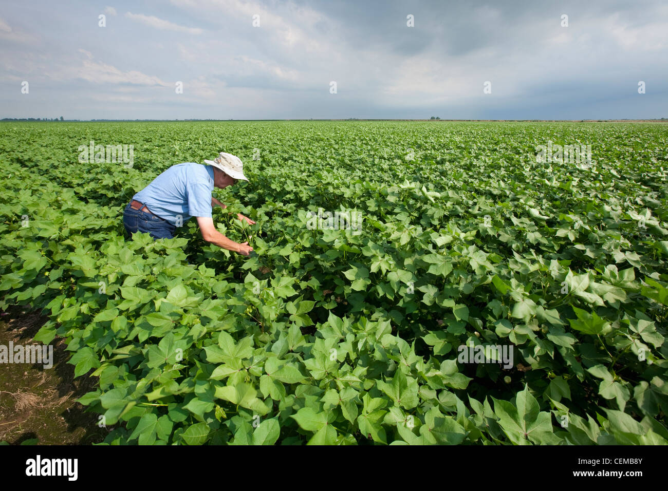 Un consulente di raccolto ispeziona una metà della crescita di raccolto di cotone in advanced boll impostare fase per metà alla fine della stagione gli insetti / Arkansas. Foto Stock