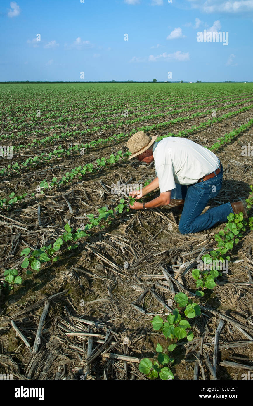 Un consulente di raccolto ispeziona un early growth no-till il cotone raccolto a 3-4 vero stadio fogliare ad inizio stagione gli insetti / Arkansas. Foto Stock