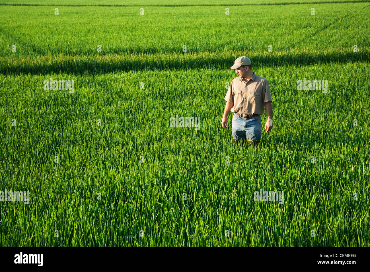 Un contadino (coltivatore) passeggiate attraverso il suo campo di ispezionare la sua metà della crescita di raccolto di riso all'inizio del capo in fase di processo di formazione / Arkansas, Stati Uniti d'America. Foto Stock