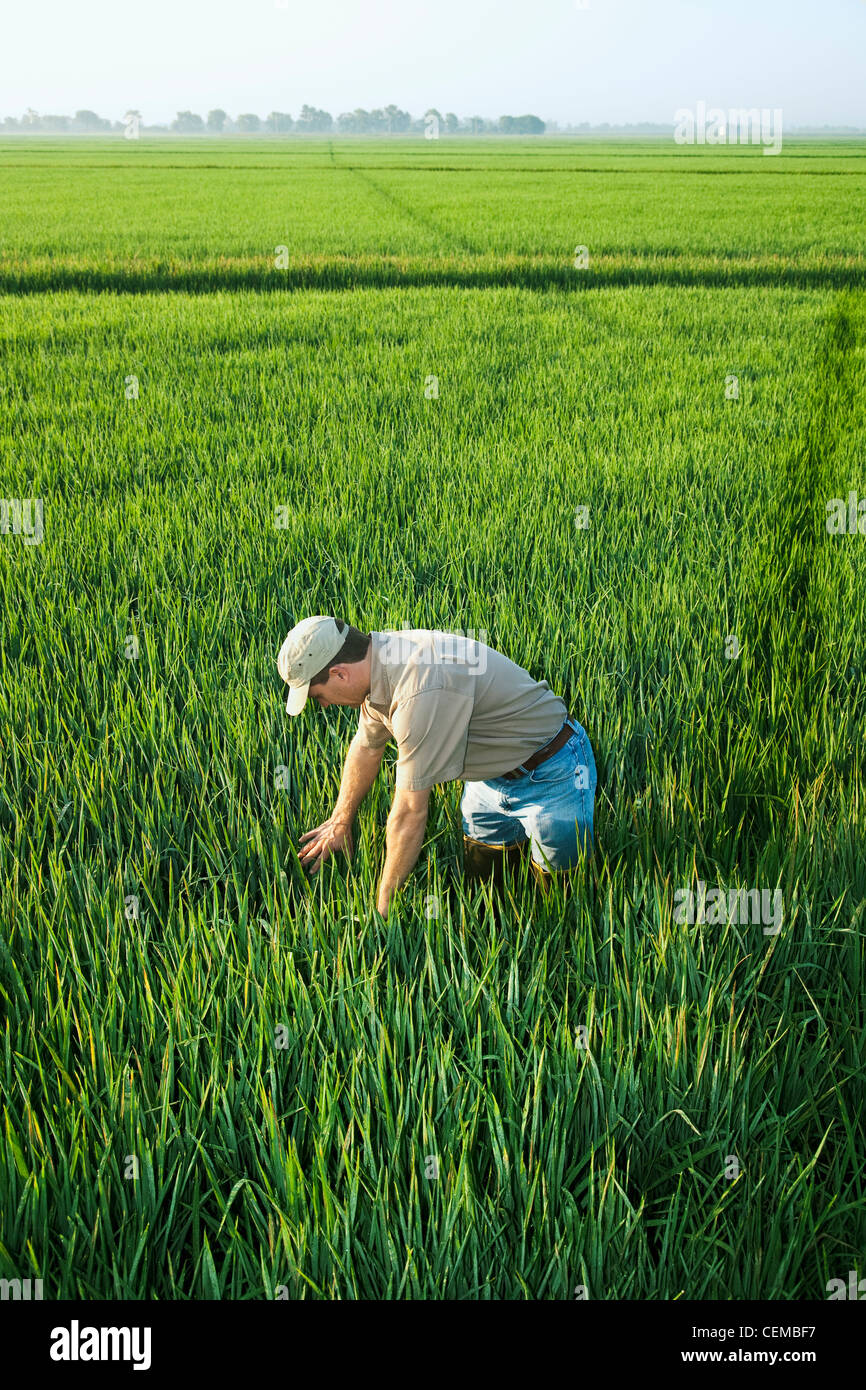 Agricoltura - un agricoltore (coltivatore) ispeziona la sua metà della crescita di raccolto di riso all'inizio del capo in fase di processo di formazione / Arkansas, Stati Uniti d'America. Foto Stock