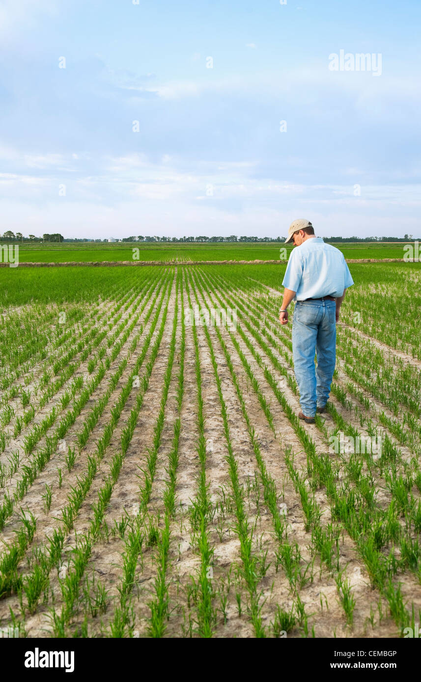 Agricoltura - un agricoltore (coltivatore) passeggiate attraverso il suo campo di ispezionare i progressi della sua crescita precoce del raccolto di riso / Arkansas, Stati Uniti d'America. Foto Stock