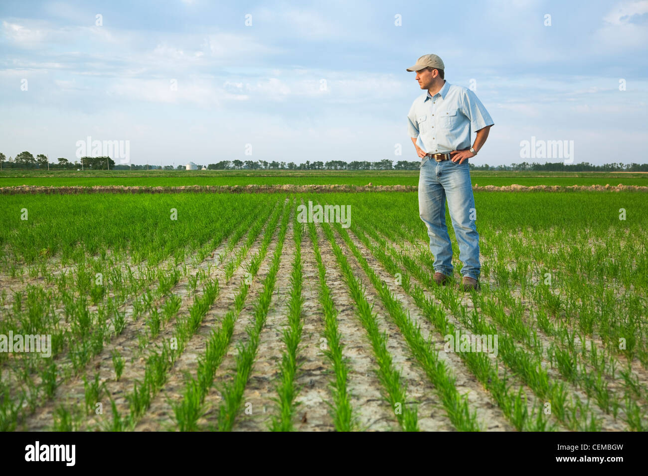 Agricoltura - un agricoltore (coltivatore) in piedi nel suo campo di ispezionare i progressi della sua crescita precoce del raccolto di riso / Arkansas, Stati Uniti d'America. Foto Stock