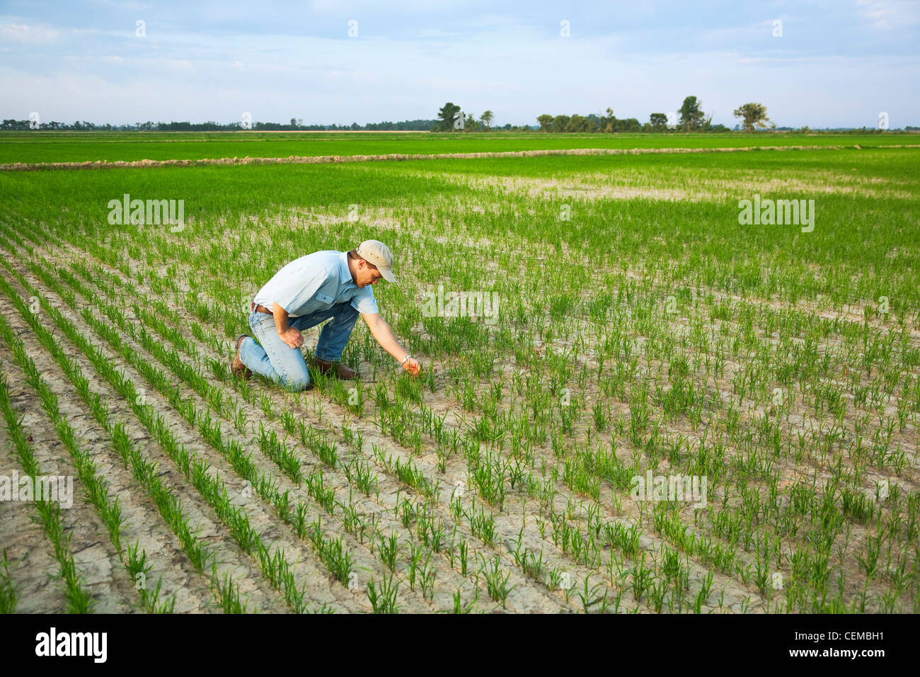 Un contadino (coltivatore) inginocchiato nel suo campo di ispezionare i progressi della sua crescita precoce del raccolto di riso / Arkansas, Stati Uniti d'America. Foto Stock