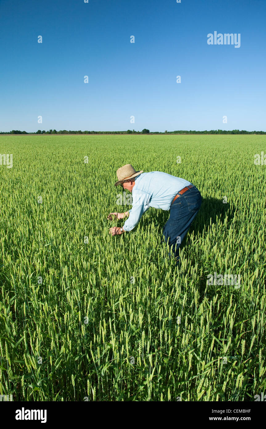 Agricoltura - un agricoltore (coltivatore) ispeziona il suo raccolto di soft red winter frumento / vicino a Inghilterra, Arkansas, Stati Uniti d'America. Foto Stock
