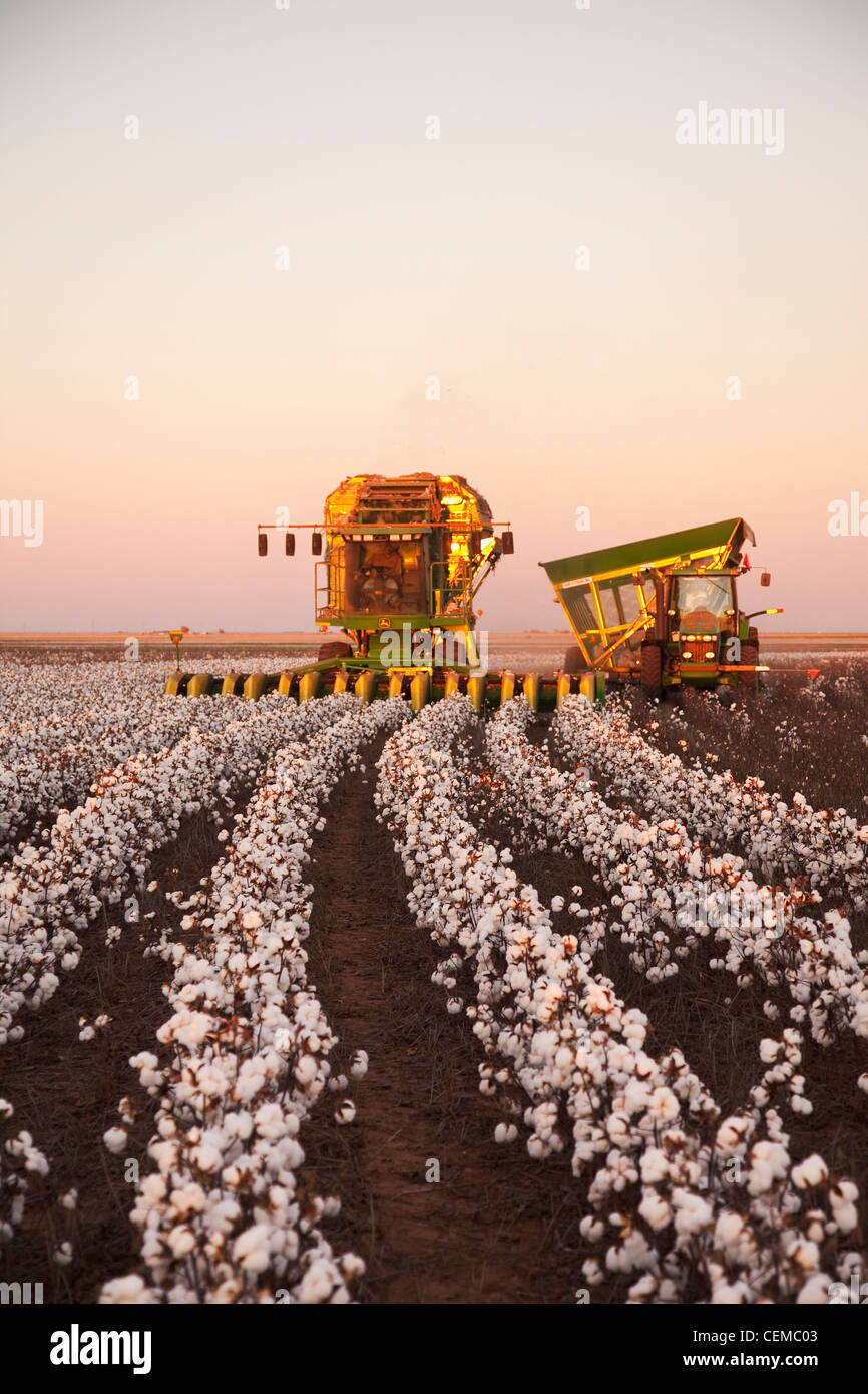 Un 8-row John Deere stripper di cotone raccolto di un campo di coppia ad alta resa di cotone di estrazione al tramonto / West Texas, Stati Uniti d'America. Foto Stock