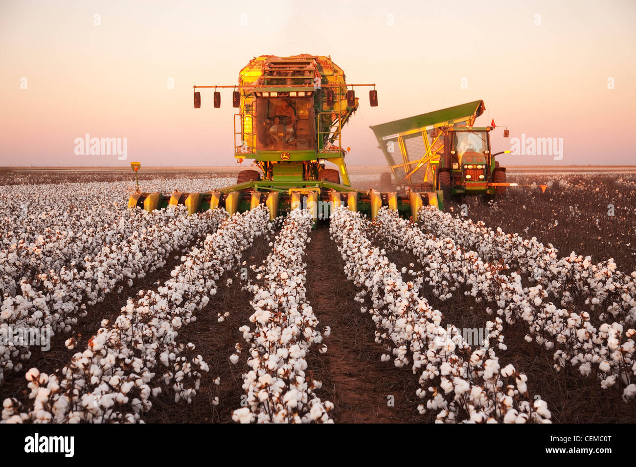 Un 8-row John Deere stripper di cotone raccolto di un campo di coppia ad alta resa di cotone di estrazione al tramonto / West Texas, Stati Uniti d'America. Foto Stock