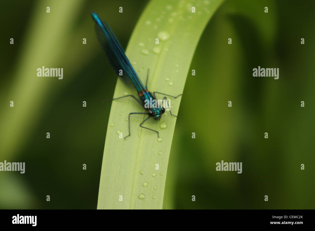 Dragon Fly in congedo Foto Stock