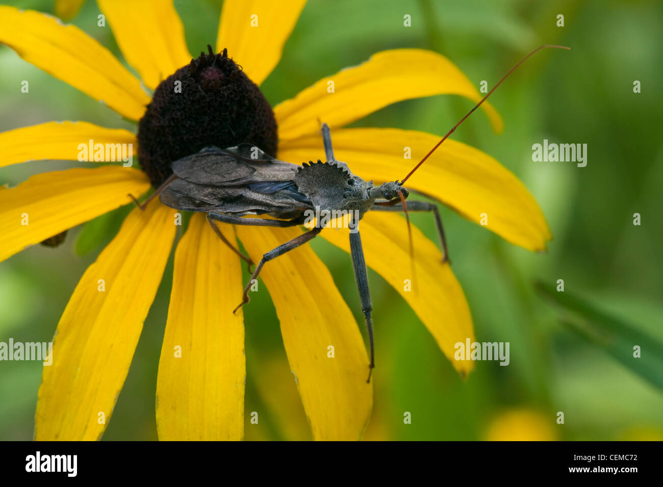 Un bug di ruota, aka. Vela-back Bug di dinosauri (Arilus cristatus) poggiante su un black-eyed Susan (Rudbeckia hirta) / Kansas, Stati Uniti d'America. Foto Stock