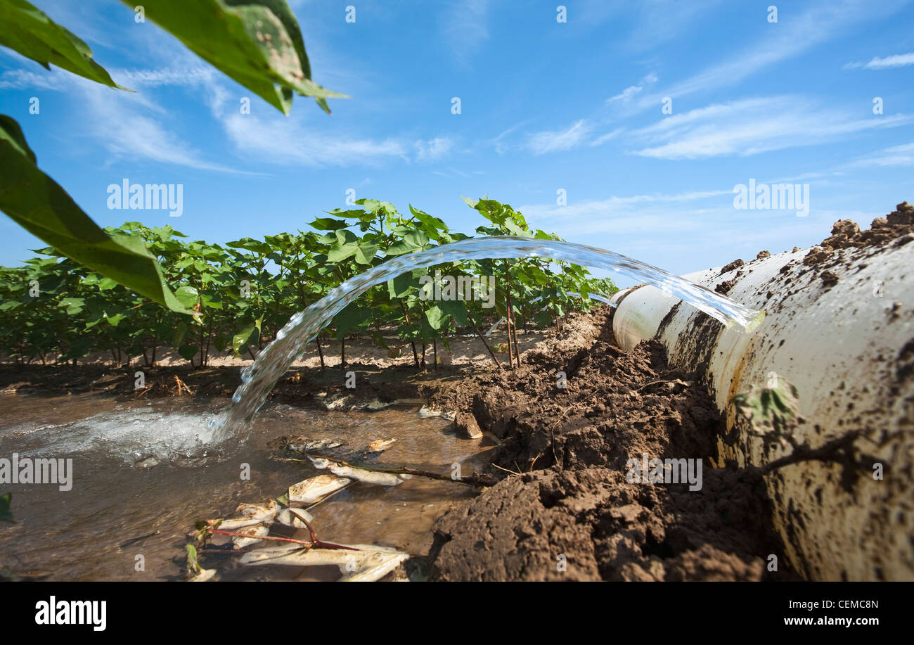 Irrigazione di Solco di una metà della crescita di raccolto di cotone utilizzando un poli roll out pipe / vicino a Inghilterra, Arkansas, Stati Uniti d'America. Foto Stock