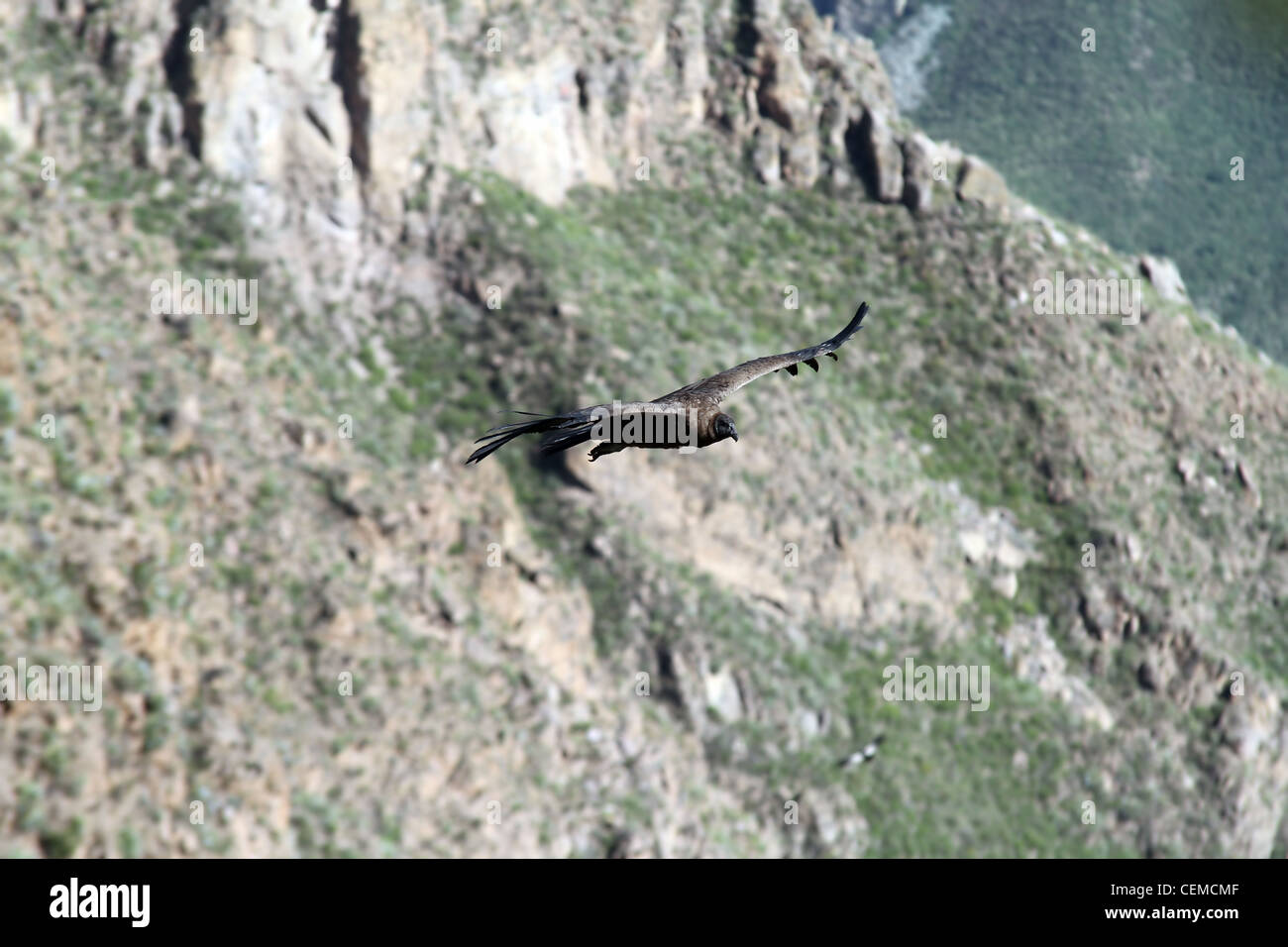 Vista di un condor soaring nel canyon di Colca, Perù. È l'Uccello con la più grande apertura alare nel mondo. Foto Stock