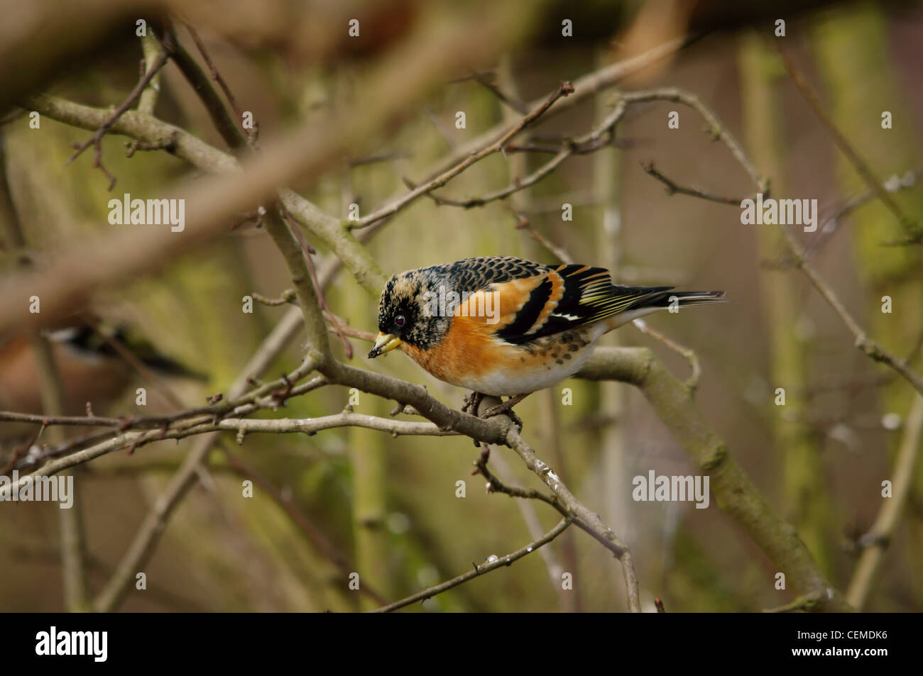 Il Brambling (Fringilla montifringilla) Foto Stock