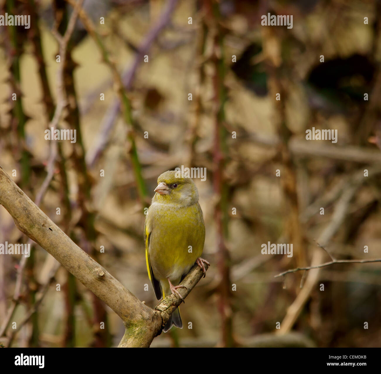Carduelis chloris - Verdone. Giardino bellissimo uccello in Europa Foto Stock