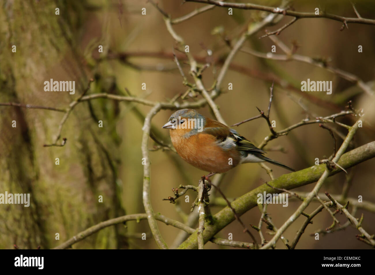 Fringuello - Bird Foto Stock