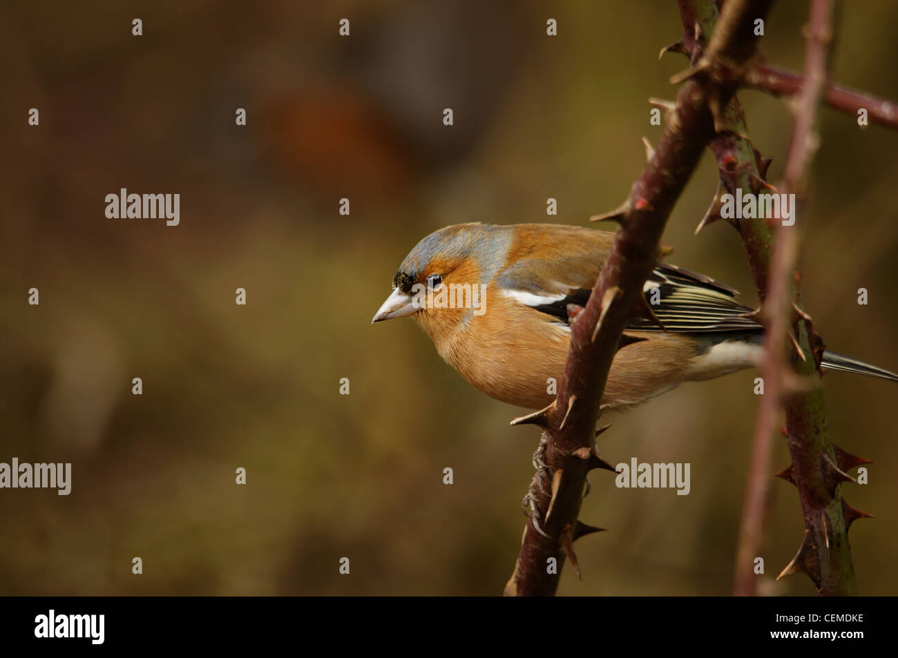 Fringuello - Bird Foto Stock
